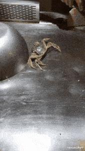 神回复：扔第一颗的时候，日本就是这么想的！神评把我笑死了