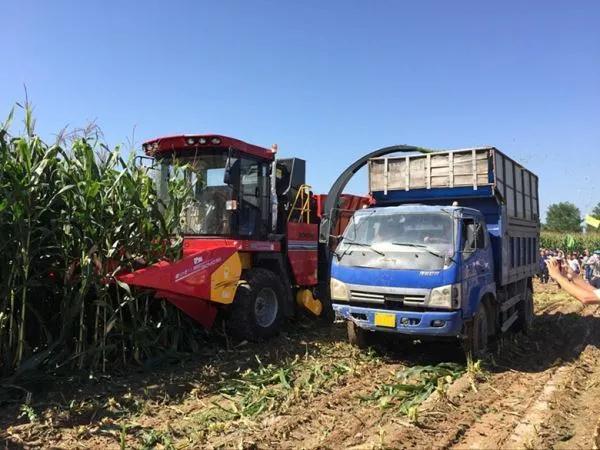 童年掰玉米粒,童年的回忆玉米粒