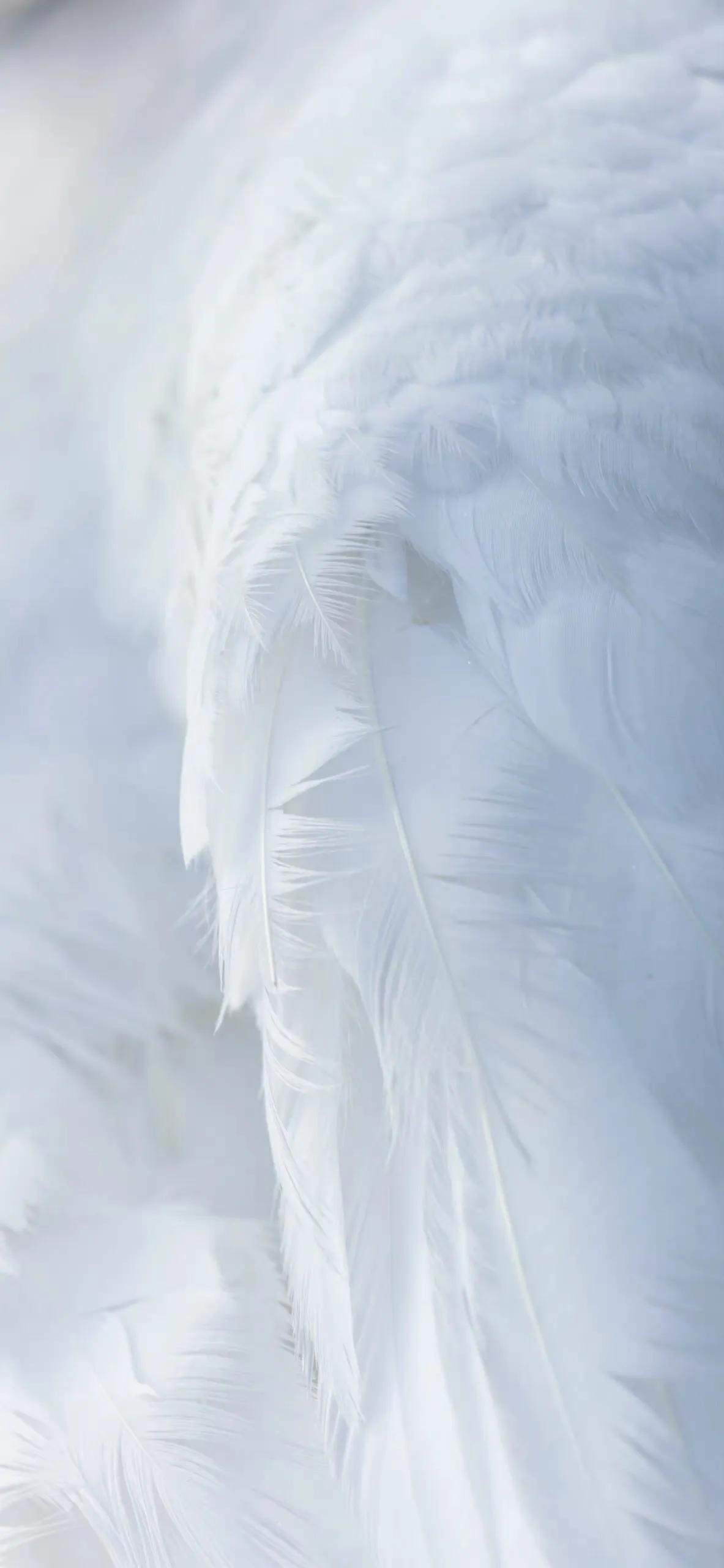 漂亮的羽毛手机壁纸,漂亮的羽毛壁纸手机超清