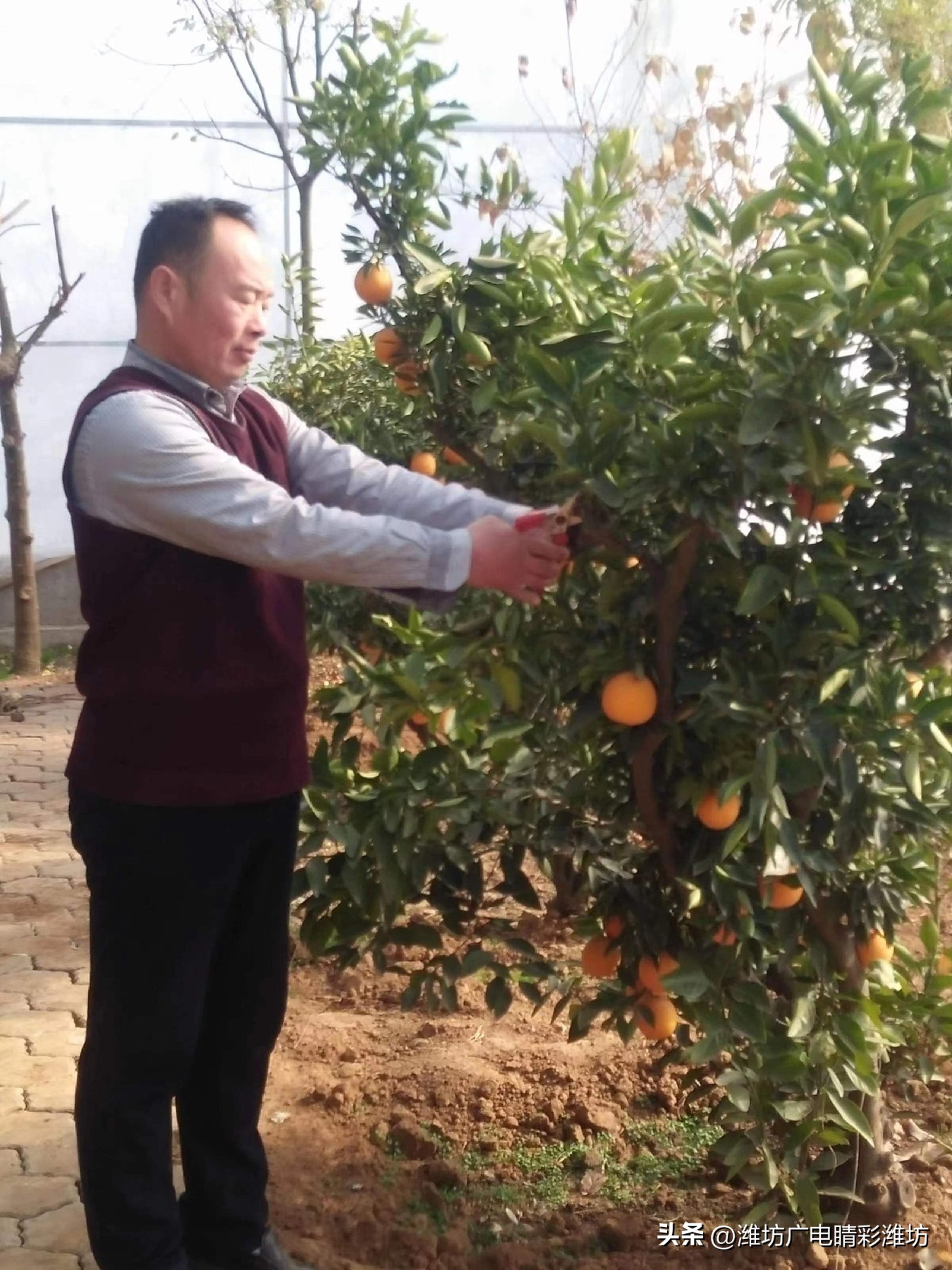 乡村之星话振兴｜赵洪伟：赋能乡村振兴菊花变成“致富花”