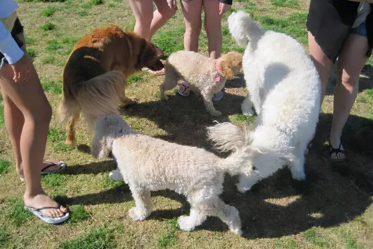 狗狗肛门腺是什么？在哪里呢？多久挤一次？不挤又会怎样？