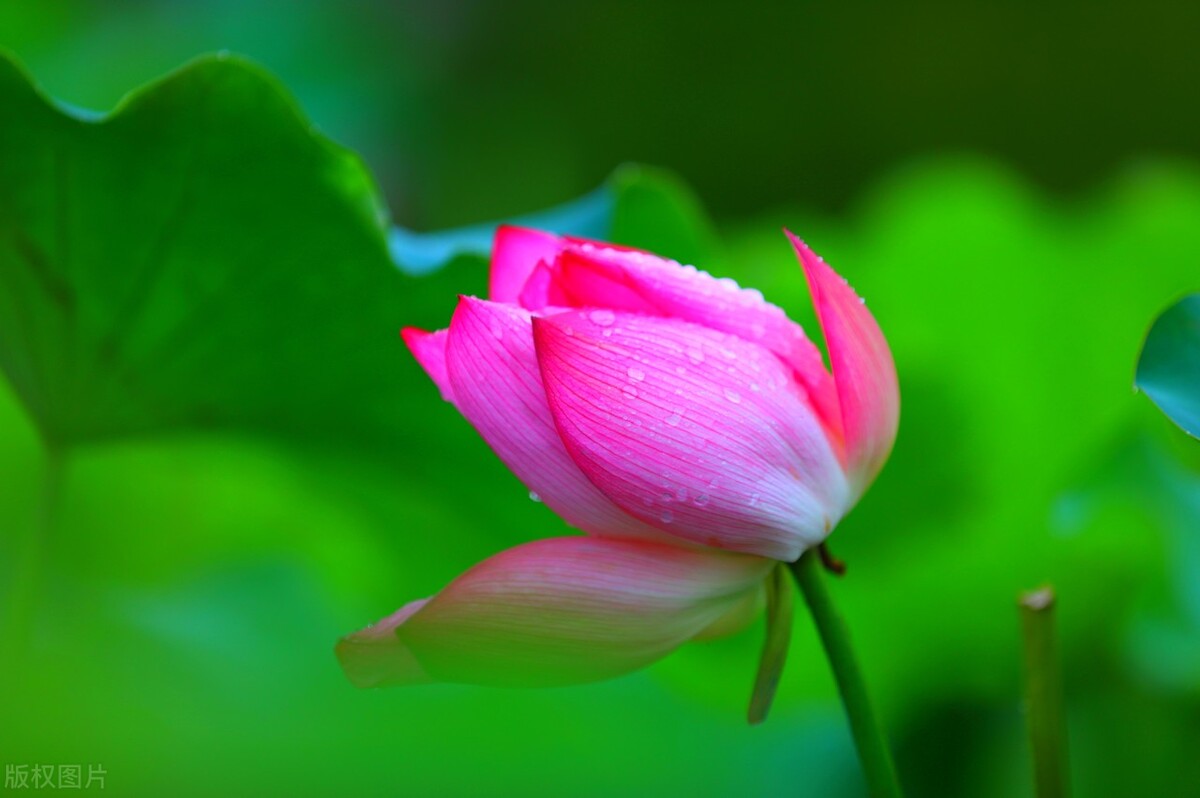 荷花是中国名花之一深受人们喜爱,传统名花荷花