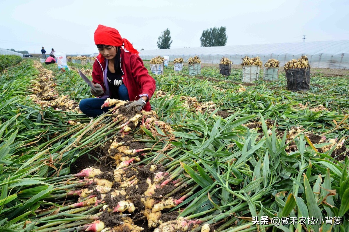 大姜的种植和管理技术资料,大姜种植新方法新规模