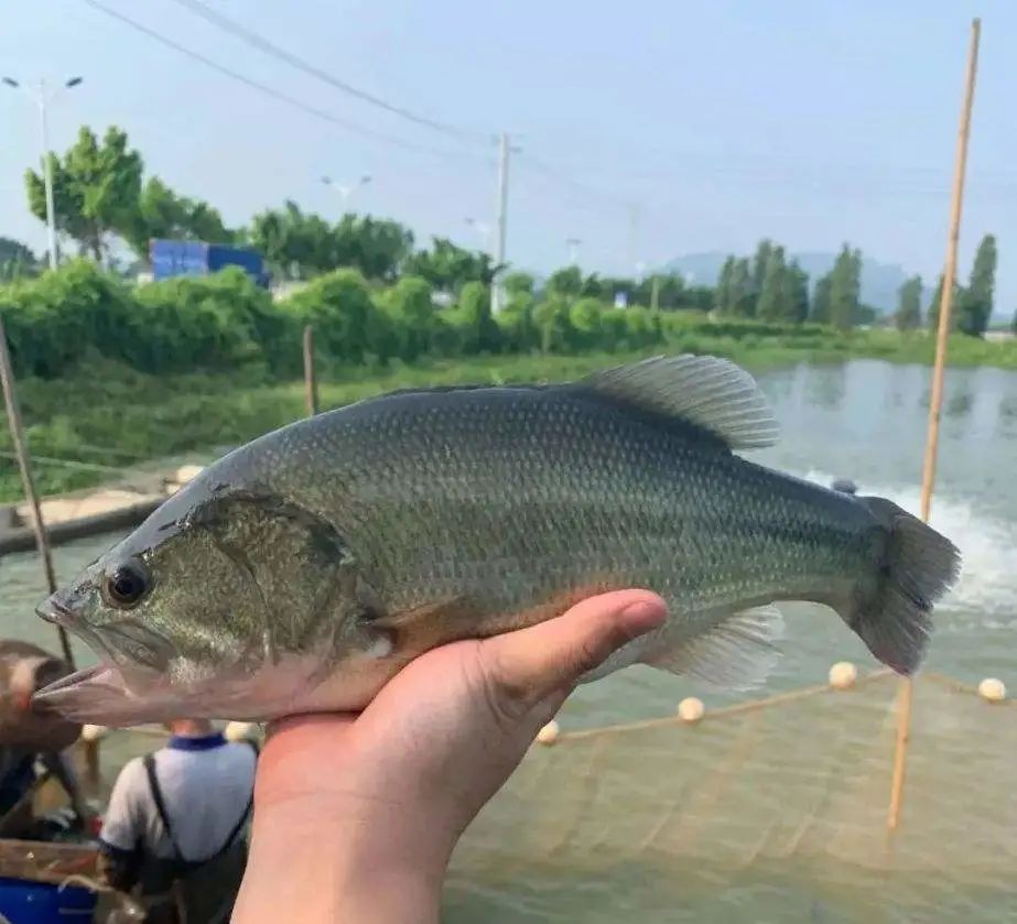 百万亩鱼塘升级改造,养殖鱼塘升级改造