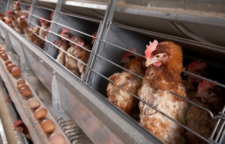 养鸡场废水处理,养鸡场废水处理设备