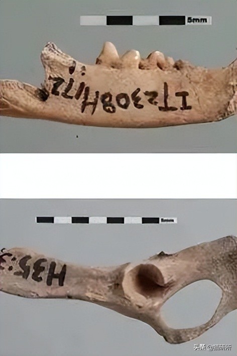 什么猫咪和英短合得来,猫咪长毛英短怎么区分公母