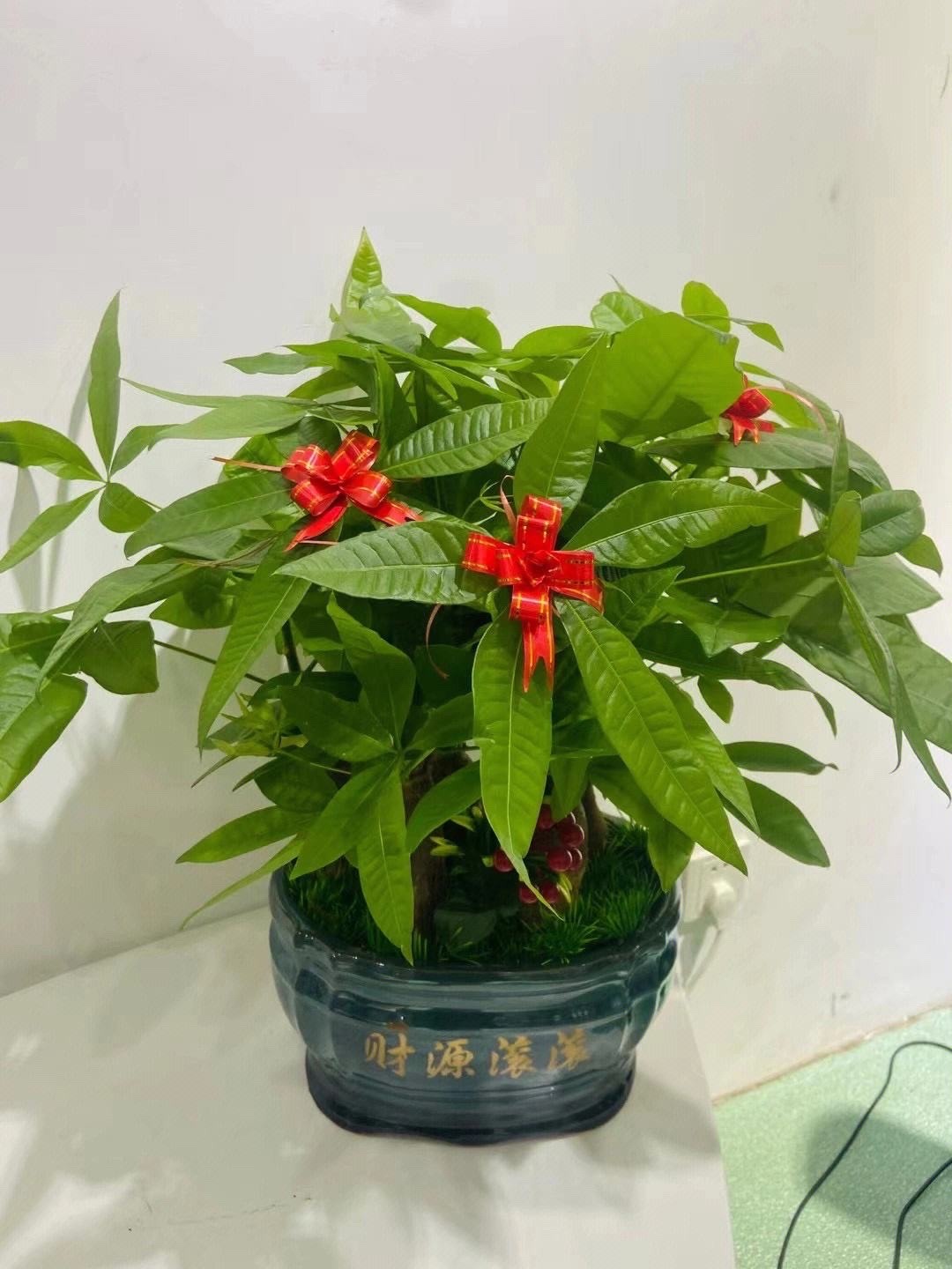 好运又吉利的花,夏季十大喜庆的花