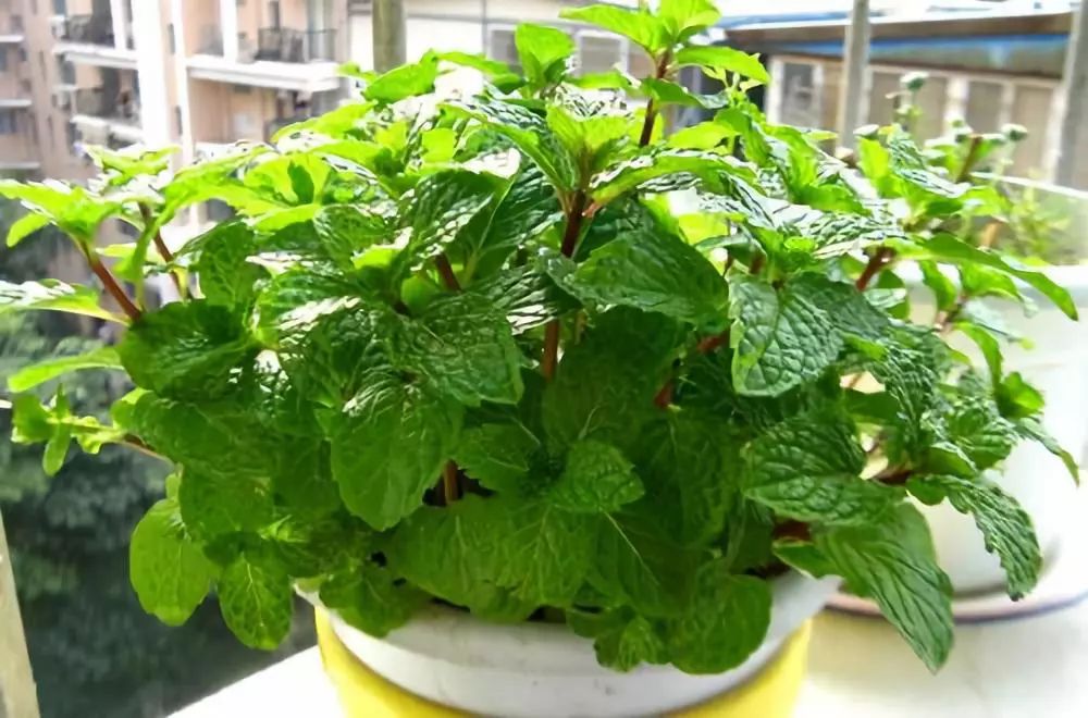 种什么蔬菜可吸甲醛,适合家庭种植的除甲醛植物