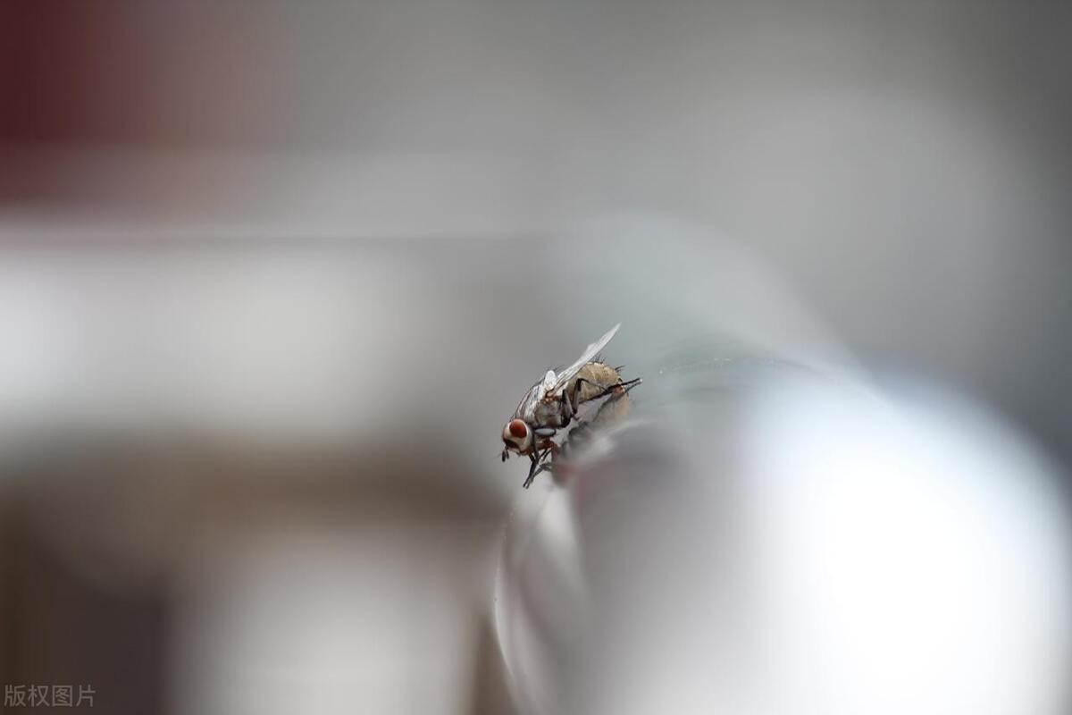 为什么徒手能打蚊子而打不了苍蝇,为什么苍蝇比蚊子难抓