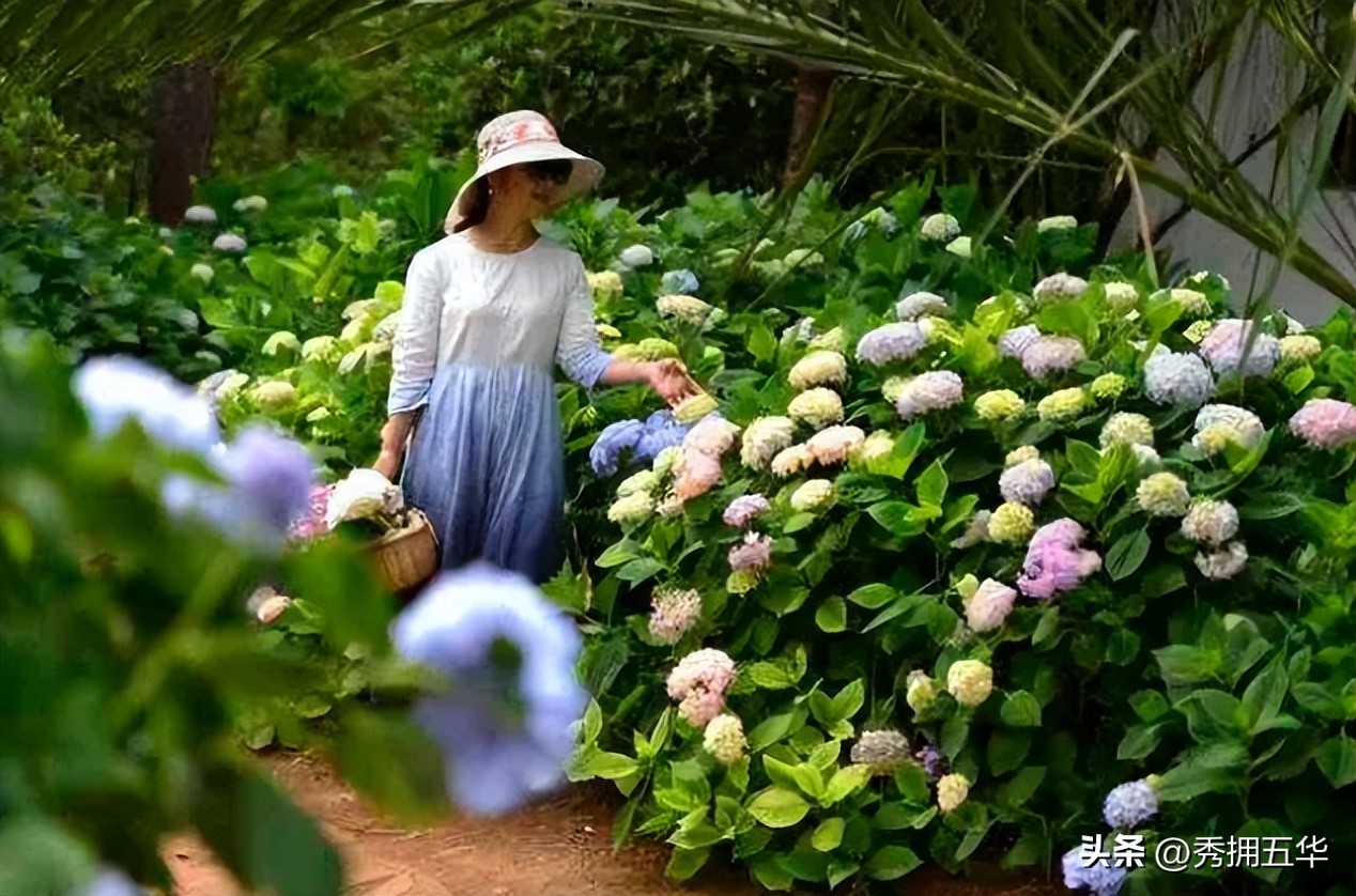 周末去哪里玩最合适昆明,昆明景点莫奈花园