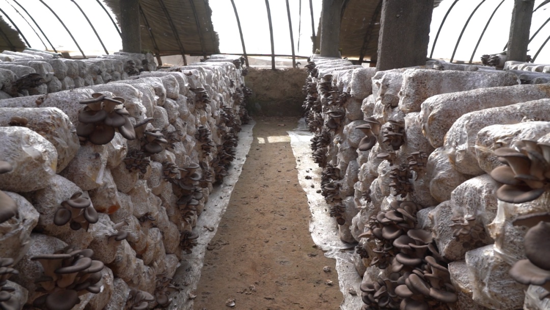 邀您来看，冬日里的“致富经”~