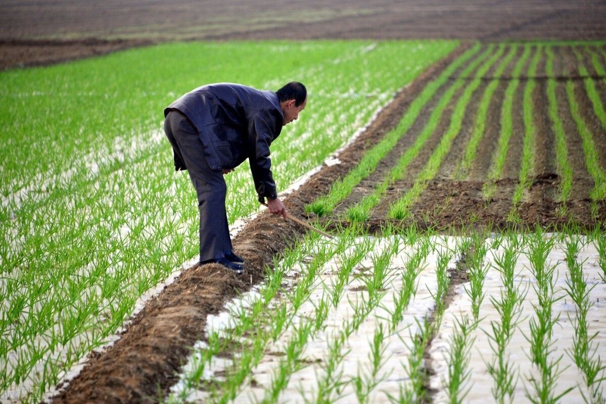 霜降种植大蒜晚吗,露地大蒜怎样才能安全越冬