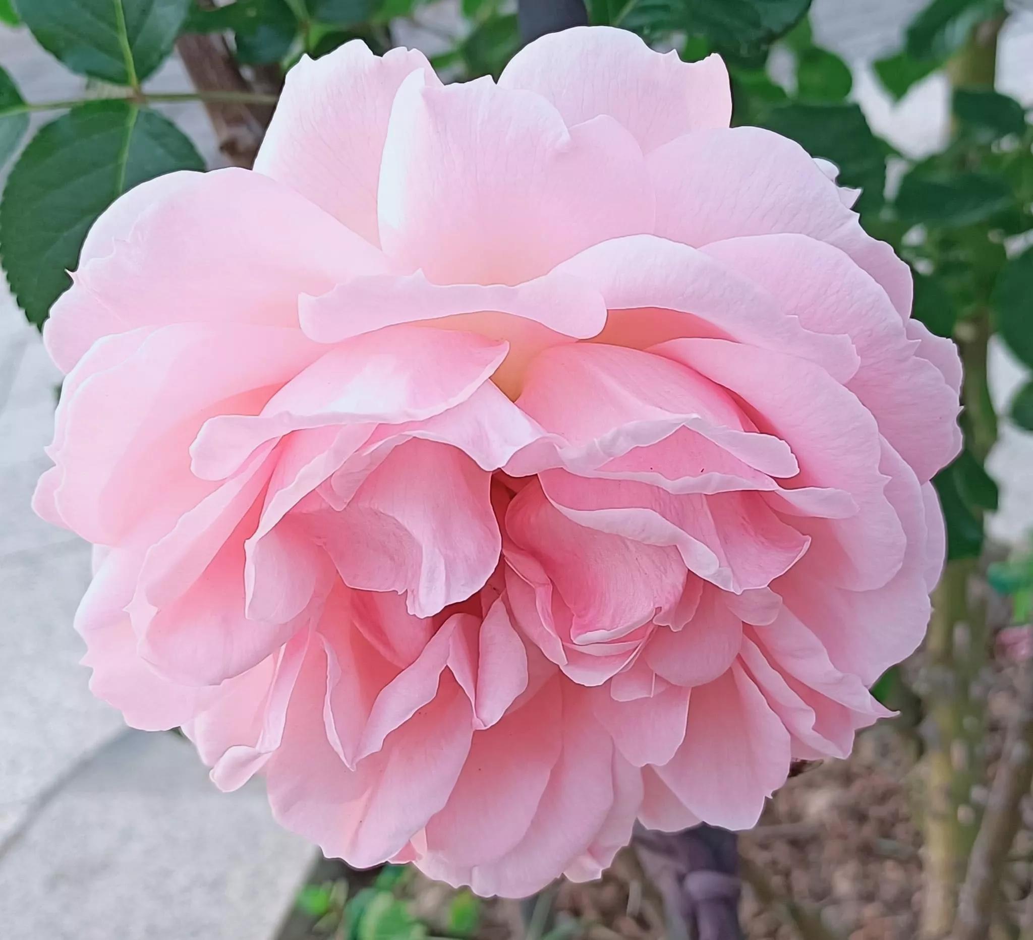 月季品种醉花,月季品种大全及图片欣赏