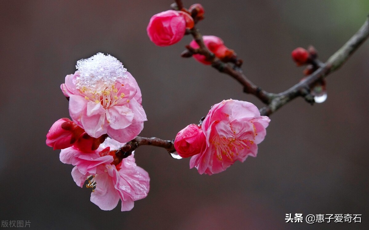 花中四君子经典诗句,关于花中四君子的四首诗