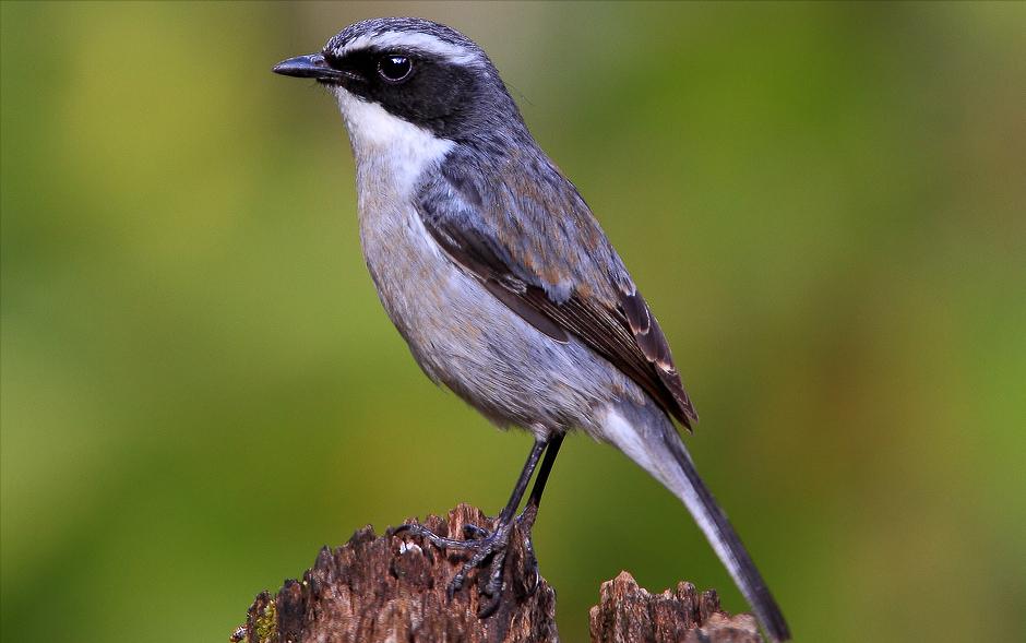 50张最佳鸟类摄影作品,鸟儿大全大图