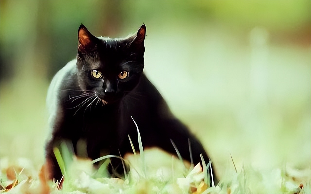 养猫新手想养黑猫要注意什么,养猫比较推荐养黑猫