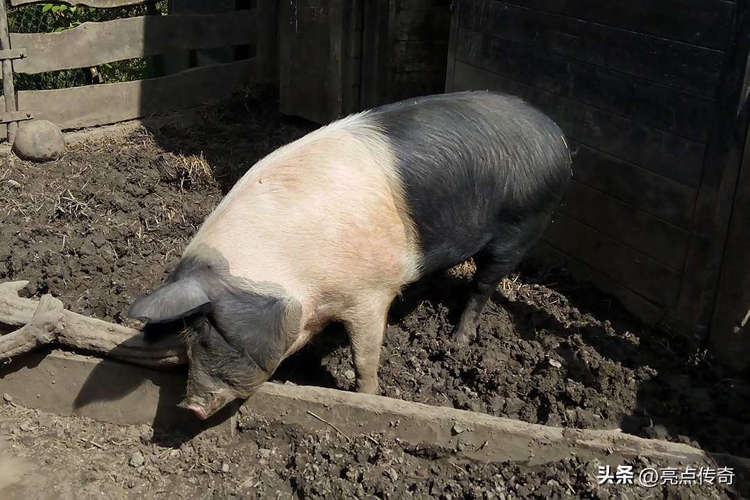 母猪产后注意哪些方面,母猪产后应该注意什么
