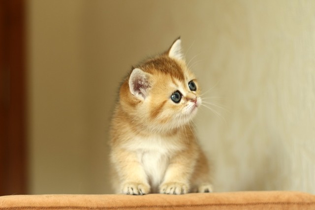 猫咪行为解析英语,猫咪的肢体语言英文