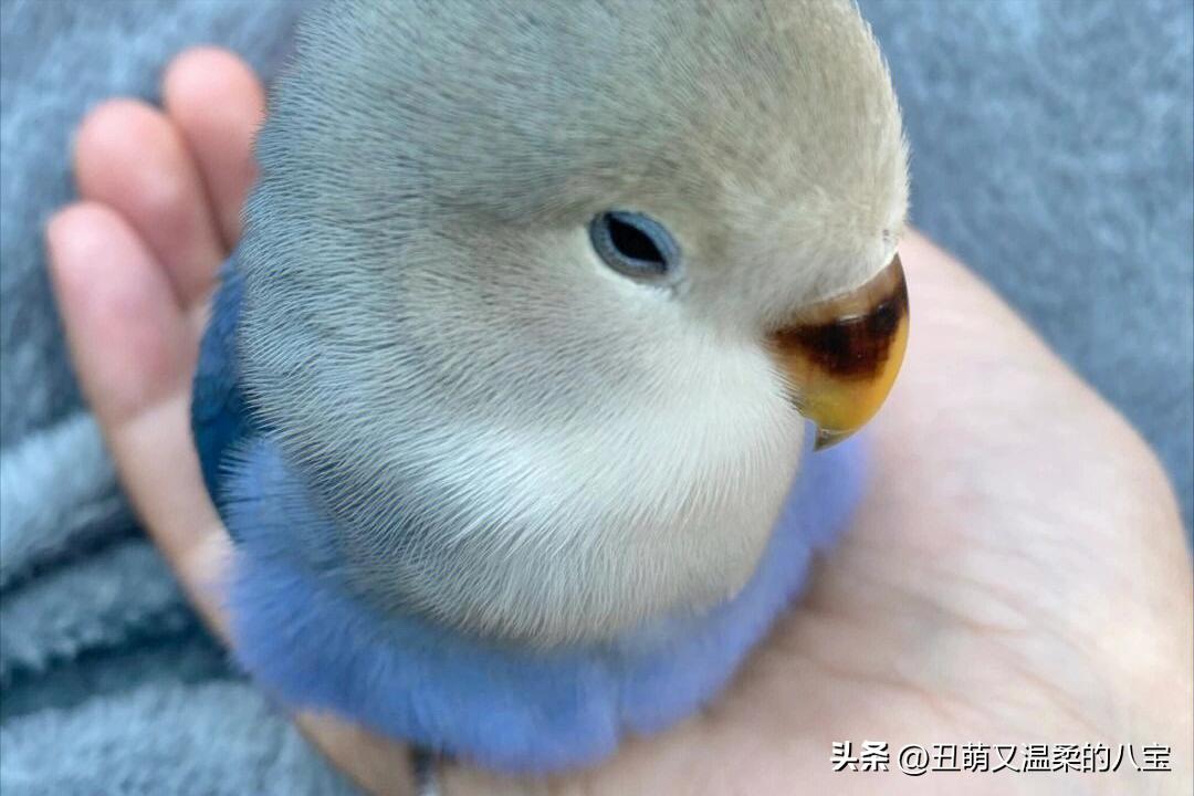 鹦鹉单眼伤风怎么治疗,鹦鹉单眼伤风怎么预防