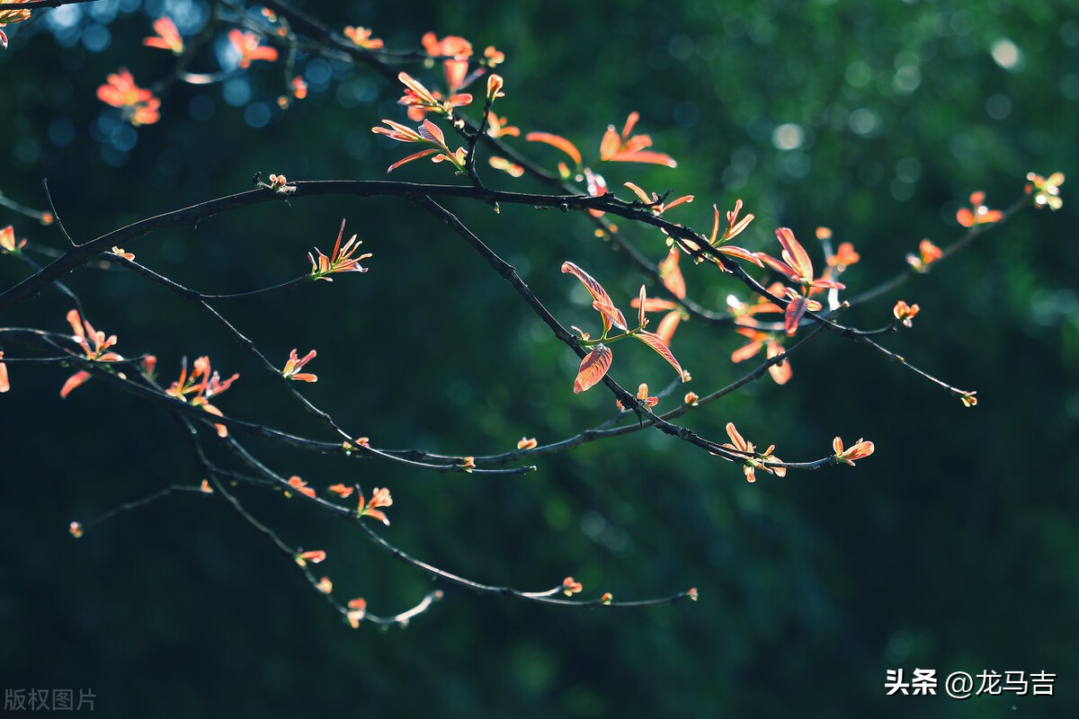 二月二龙抬头的诗词三十六首,二月二龙抬头古诗词赏析