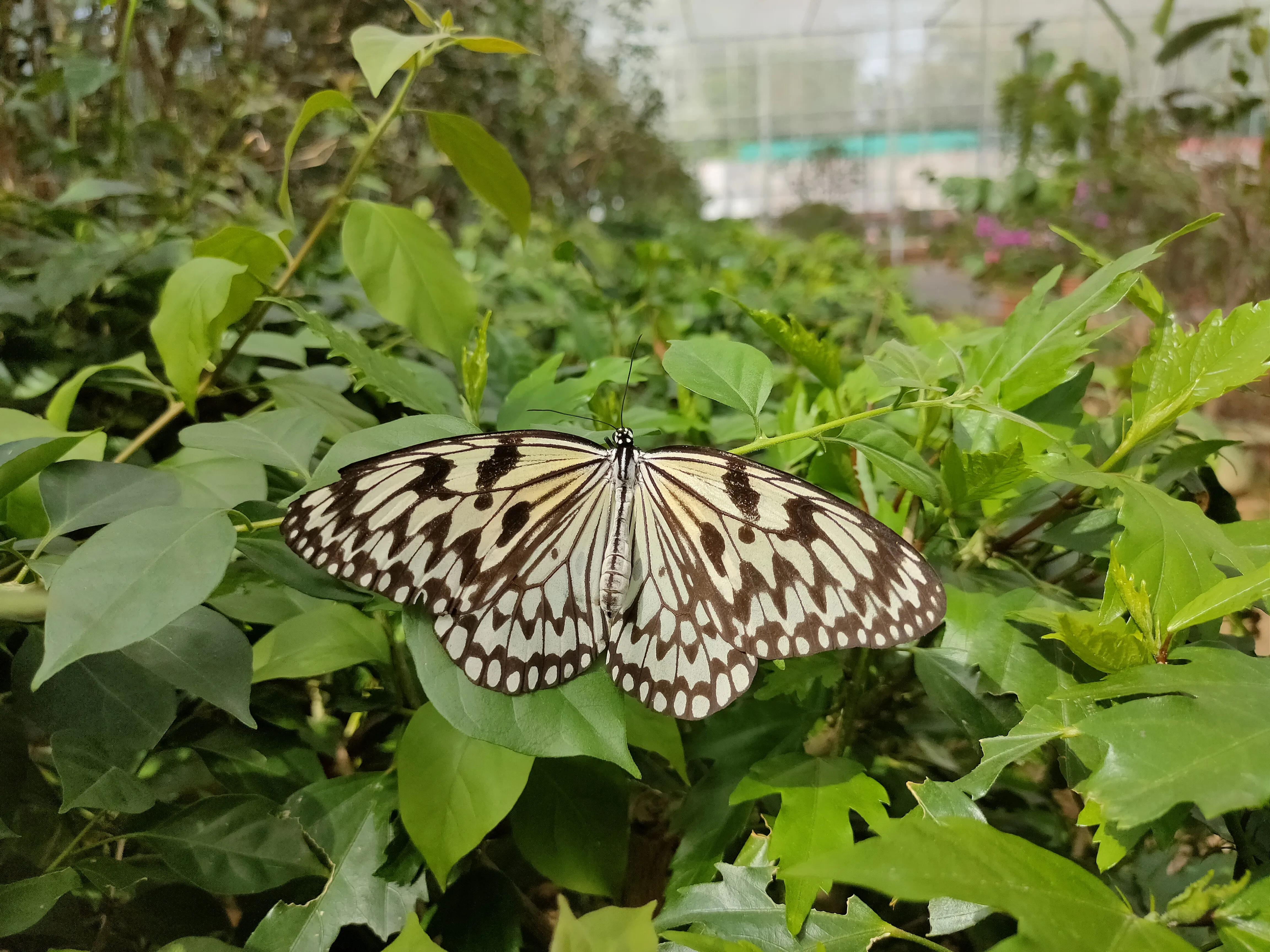 大鹿岛有什么好玩的吗值得去吗,广东英德仙鹿岛要门票吗