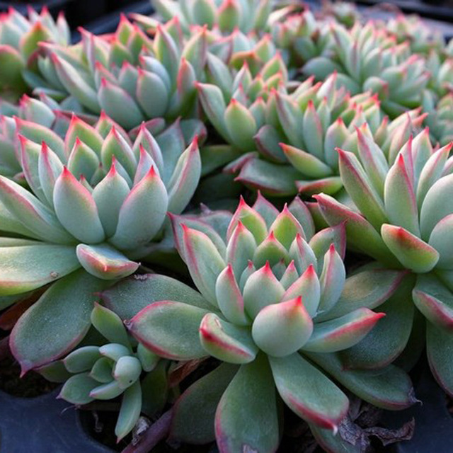 十二卷多肉的品种图鉴,100种多肉植物图片大全