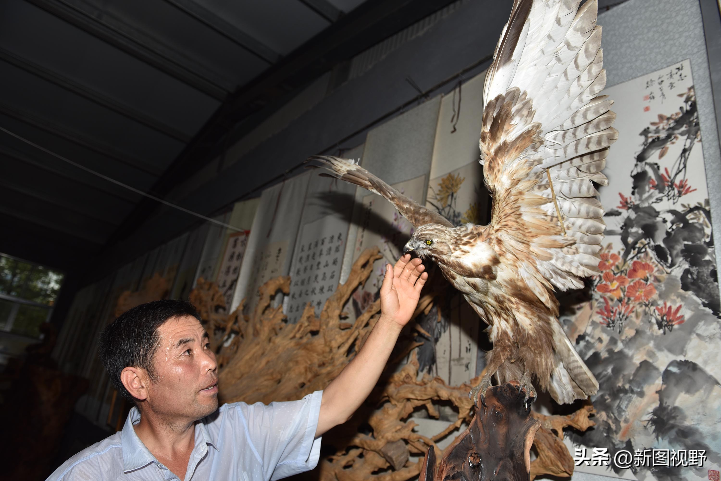 55岁农民，花60万买了一堆古树，每天做着发财梦，睡到自然醒