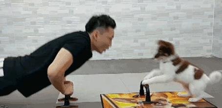 狗狗的这几种行为最容易被误解,狗狗有哪些特征说明它很委屈