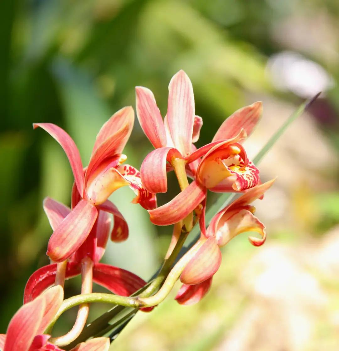 快来看看，兰花的世界真奇妙|壹木星球No.14