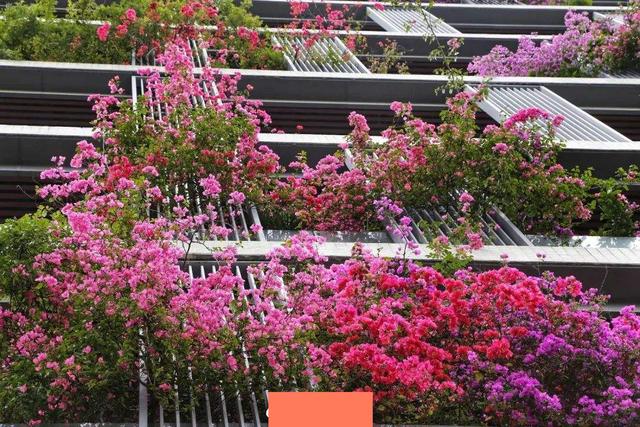 室内四季最好养的10种花,适宜在家中养的10种花排名