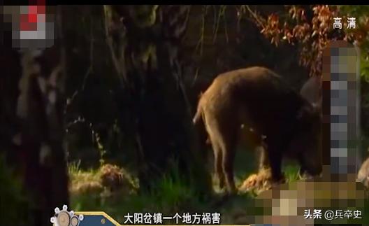 野猪林神秘事件,吉林野猪林灵异事件