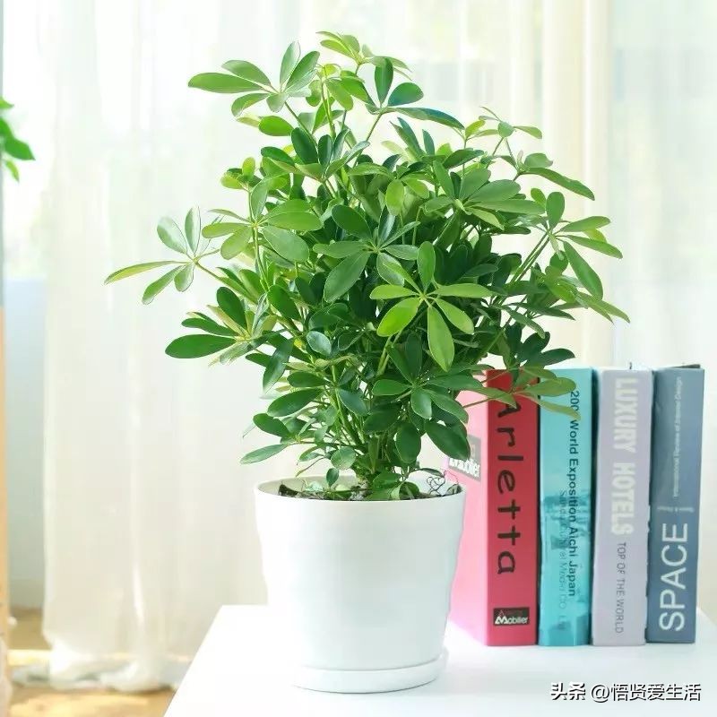 养什么花可以预防甲醛,什么花除甲醛且无毒