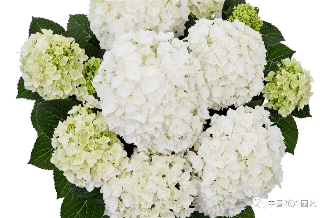 鑺卞崏鍝佺灞曠ず,鏂颁紭鑺卞崏鍝佺灞曠ず