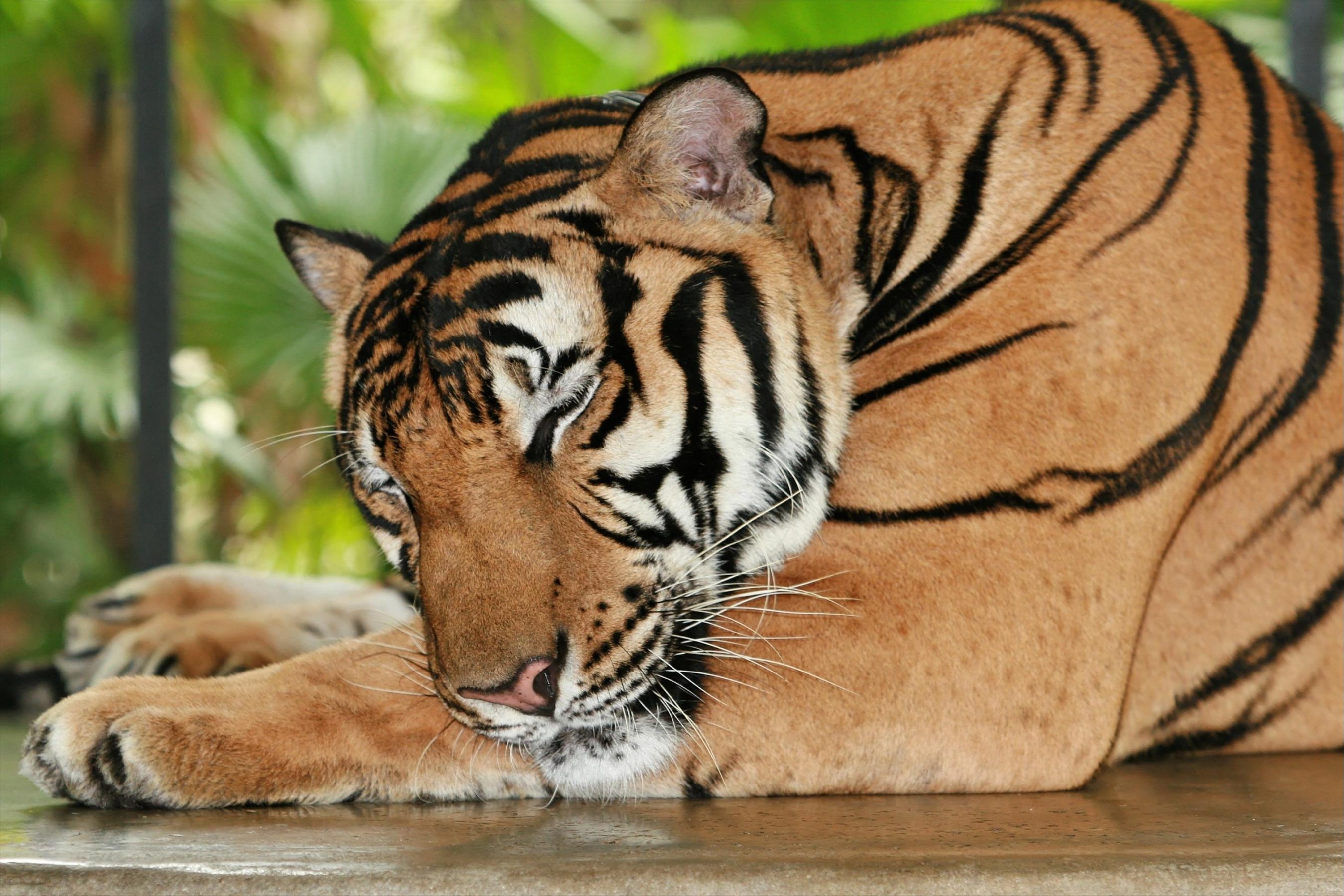 喝老虎酒有什么功效,老虎的骨头对人体有害吗