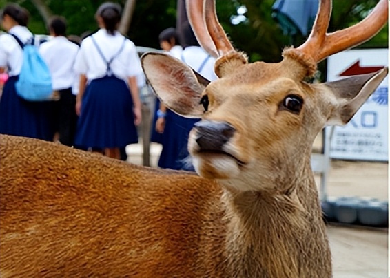 奈良街上的梅花鹿,奈良梅花鹿公园
