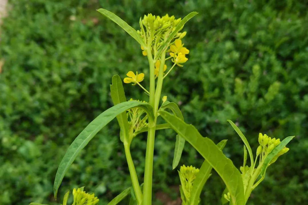 春天挖野菜图片大全,最全野菜图集63种野菜大图鉴