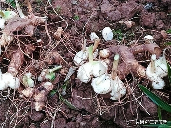 野生鸡头参采挖,鸡头参能不能经常挖