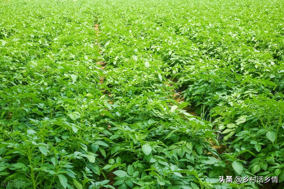 给蔬菜浇水有哪些注意事项,蔬菜水浇多了会不会影响生长