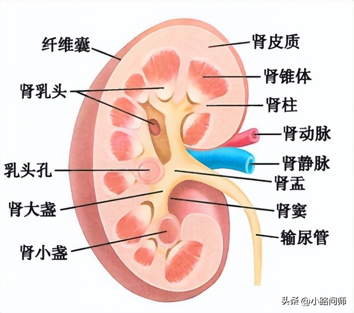 尿液是如何形成的知识点,尿液是如何形成的