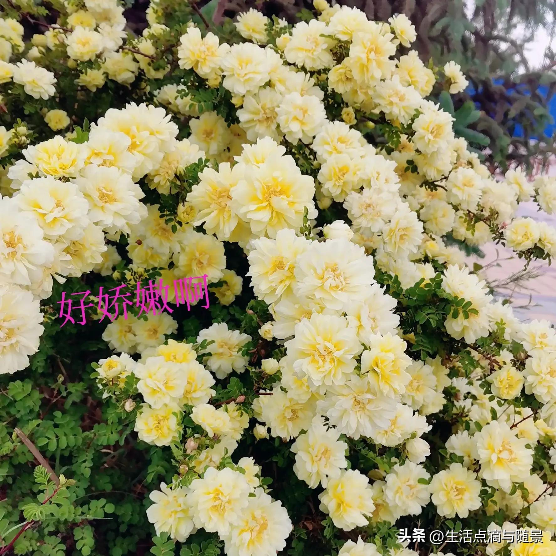 黄刺玫又一次盛开,黄刺玫盛开时期