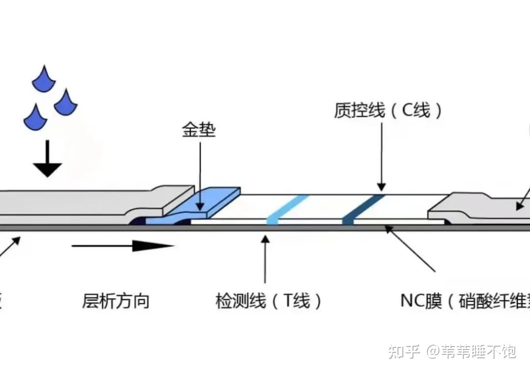 猫三联疫苗如何看真假,妙三多与猫三联疫苗真假