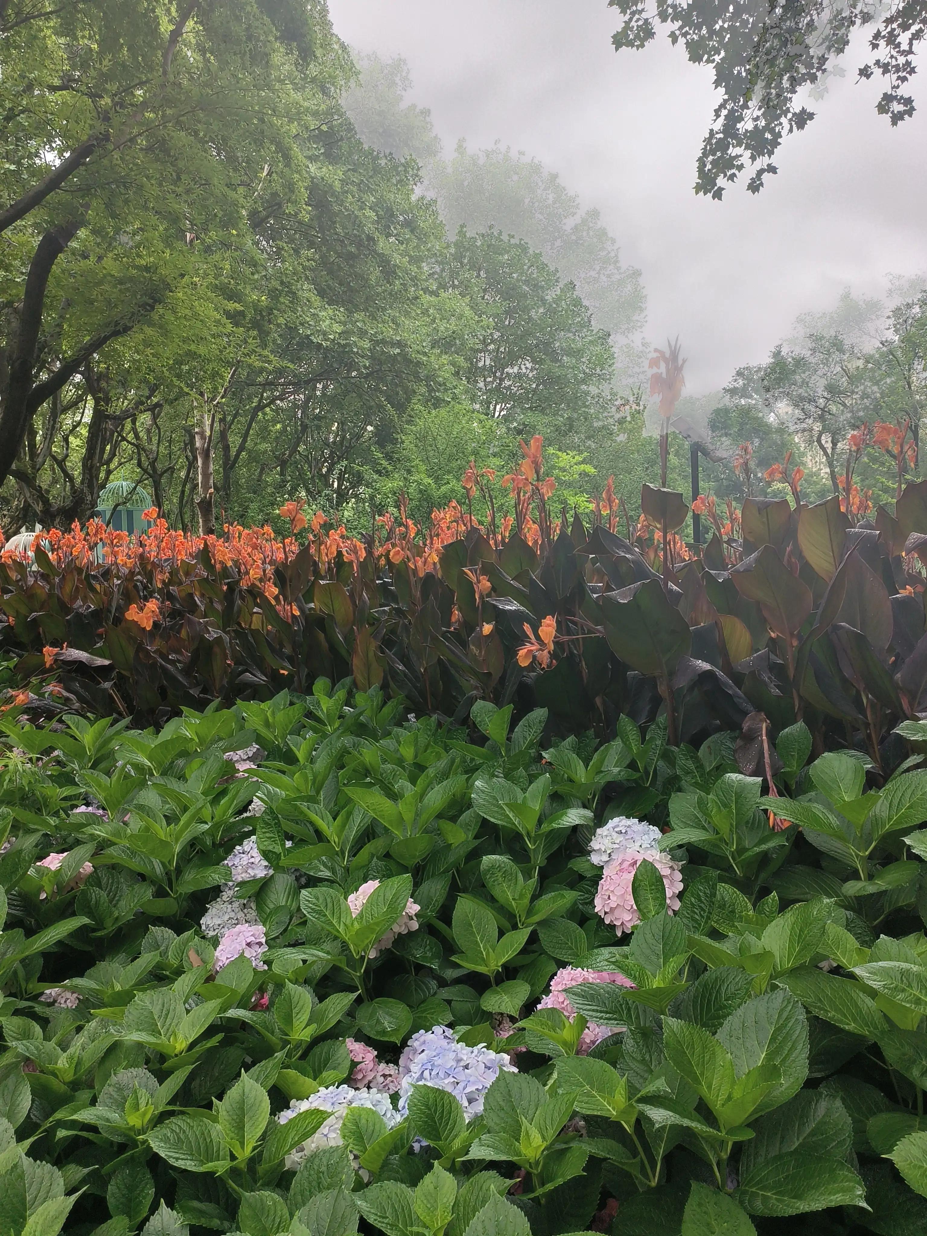 七夕花花合集,粉色花花合集