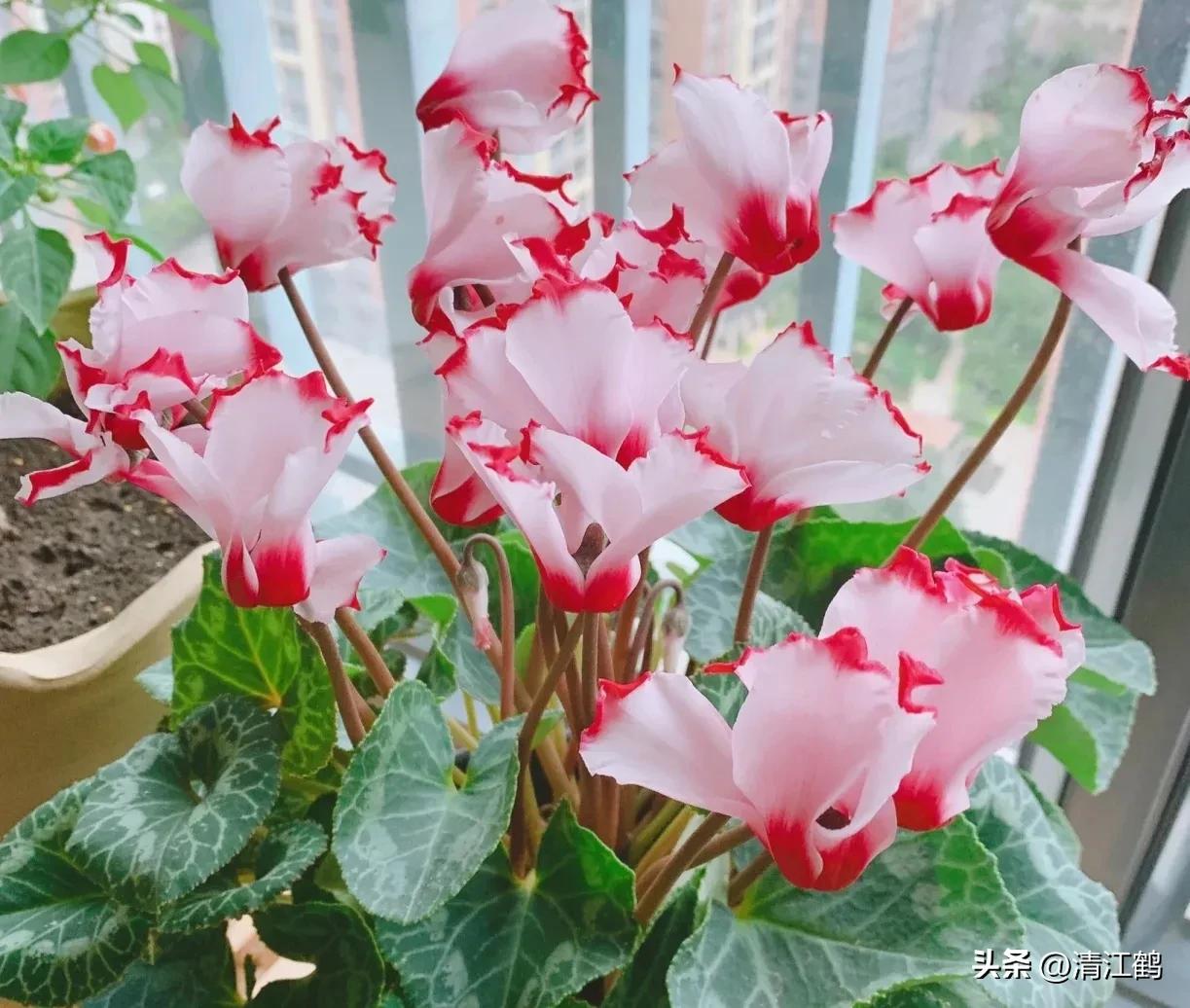 仙客来腐烂的挽救办法,仙客来病了怎么救活