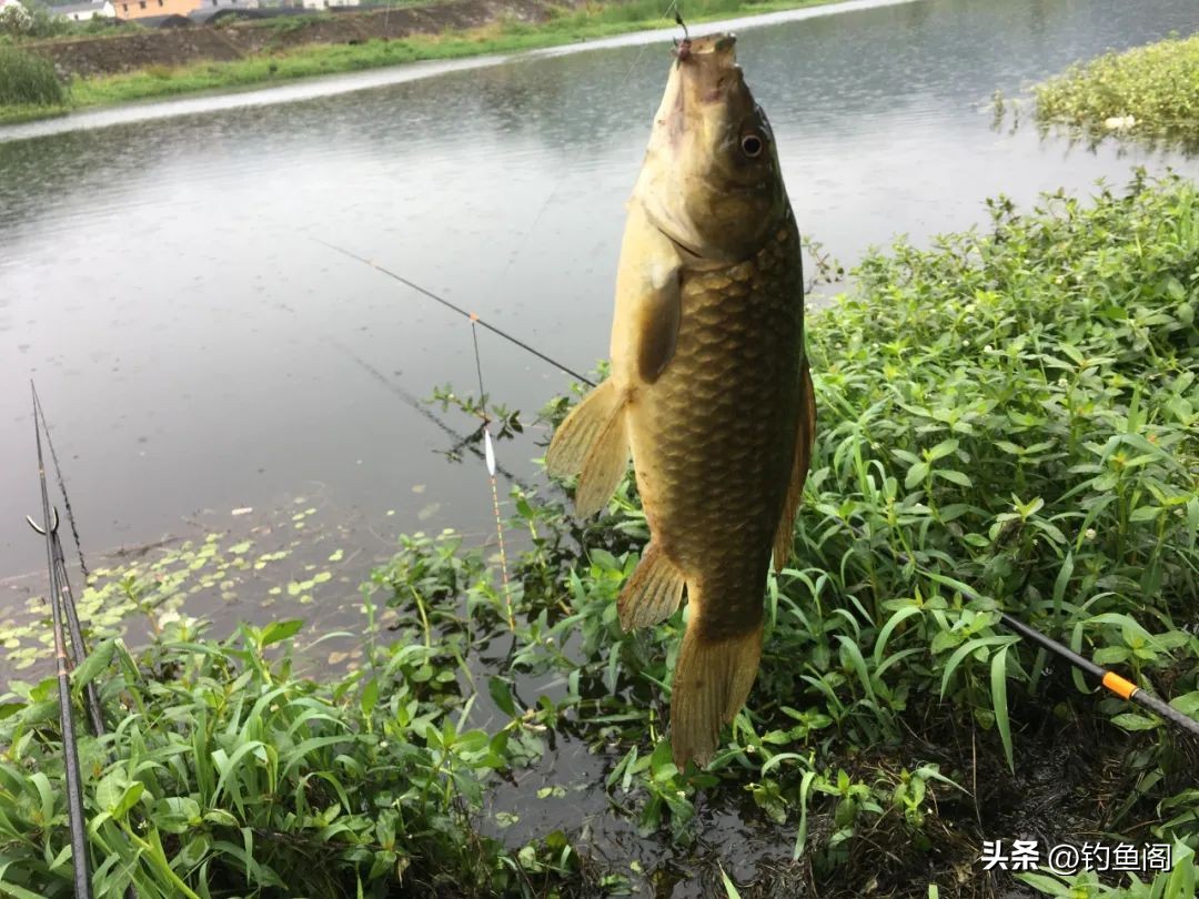 新手怎么能快速钓到鱼,新手怎样才能钓到鱼