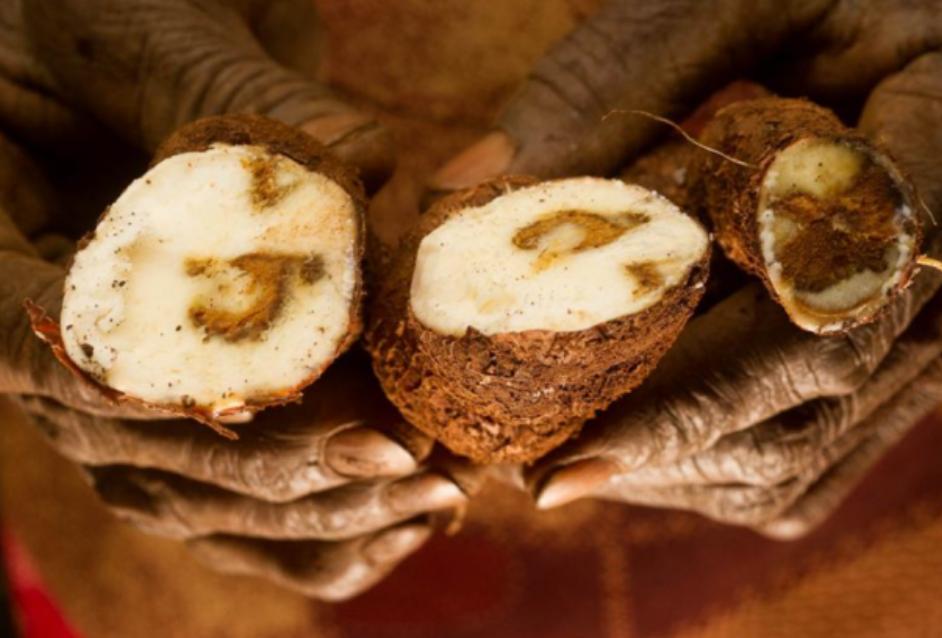 木薯粉中毒事件,木薯粉中毒