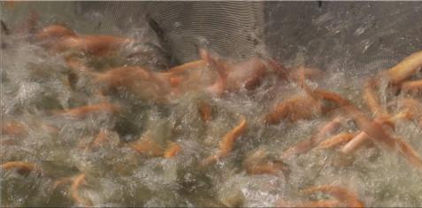 小伙养泥鳅年入百万,90后小伙养变异泥鳅