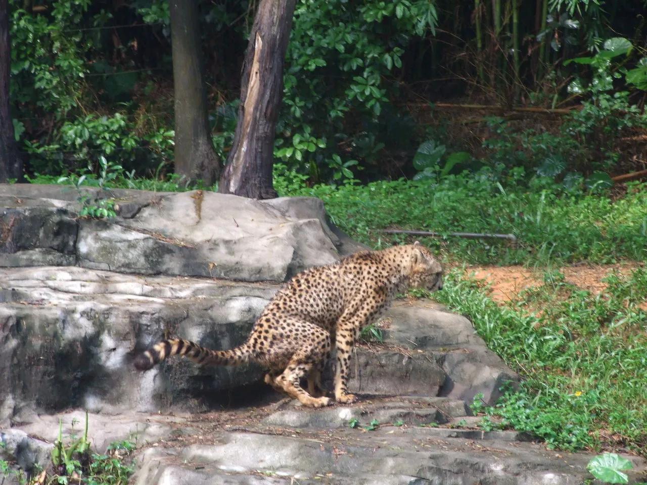 广州长隆野生动物园全部动物,广州长隆野生动物园所有动物介绍