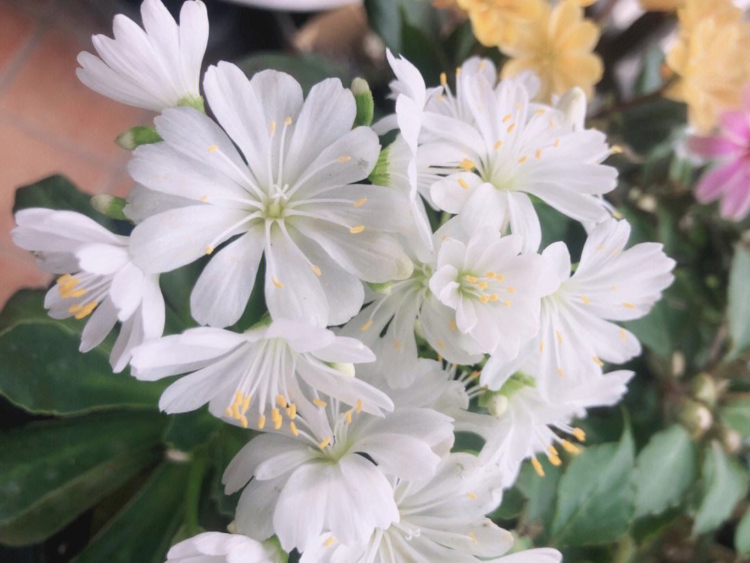 春天来了这5种花赶快扦插,春季来了养花不可少