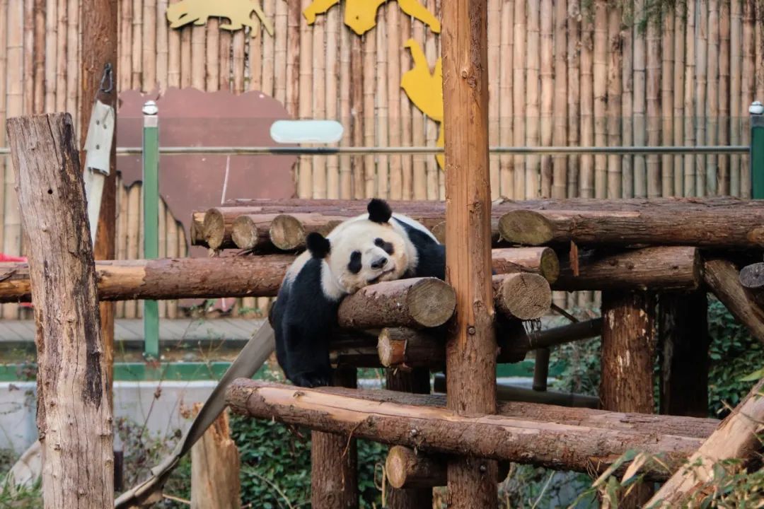 红山动物园亏损3千万网友很着急,近两年疫情原因导致亏损如何翻身