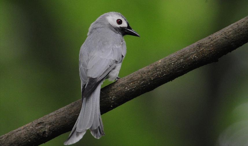 鸟儿大全高清图,高清珍稀鸟动态图片大全